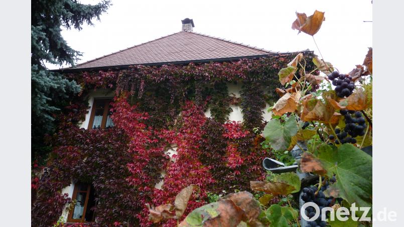 Farbfeuerwerk im Herbst - der letzte Paukenschlag des Fassadenbewuchses im SRZ-Garten am Meierfeld. rlö