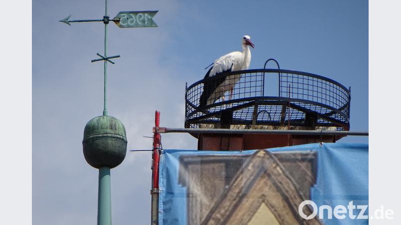 Der Storch schaute sich lange um im neuen Horst am Alten Rathaus. Bild: Dobmeier Dobmeier