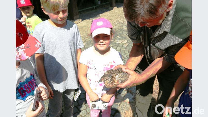 Ein Jungfasan will gestreichelt werden. kdi