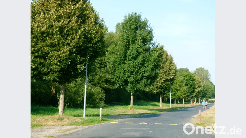 Mit dem Pflanzen von Ahornbäumen setzte sich die Waldjugend quasi ein Naturdenkmal. rn