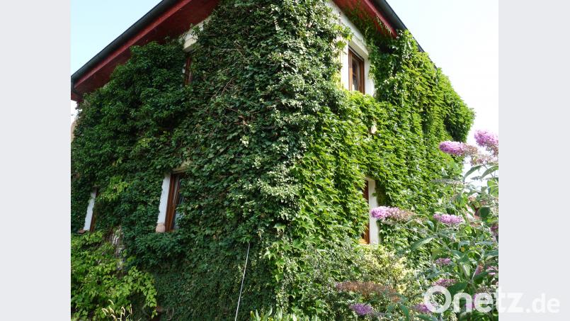 An der Nordostecke des Hauses geht der Blättervorhang des Wilden Weins in ein dickes Efeupolster über. Hier hat eine Spatzenkolonie in Kompaniestärke ihr Zuhause. rlö