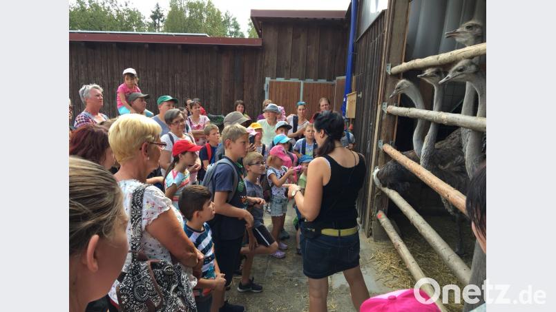 Der Waidhauser Nachwuchs besucht die Straußenfarm in Kotzenbach. fjo