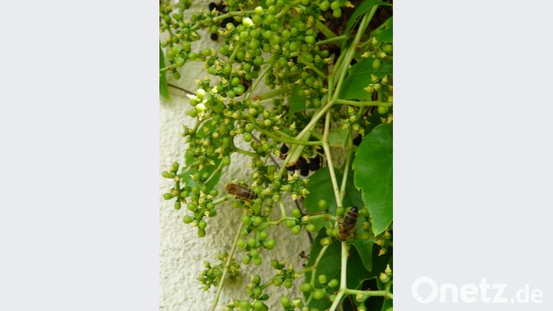 Tausende von Bienen tun sich seit Wochen gütlich an den winzigen Nektarquellen des Wilden Weins. rlö