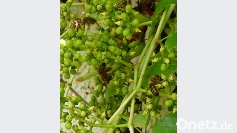 Tausende von Bienen tun sich seit Wochen gütlich an den winzigen Nektarquellen des Wilden Weins. rlö