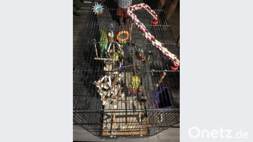 Diese drei Wellensittiche findet eine Regensburgerin auf ihrem Balkon. Feuerer, PI Regensburg Süd