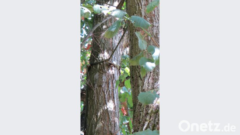 Zwischen den Ästen und Blättern ist sie nur schwer zu erkennen: Seit 1993 ist eine Kronensicherung mit Stahlseilen angebracht, die laut Begutachtung jedoch nicht mehr intakt ist. Köppl