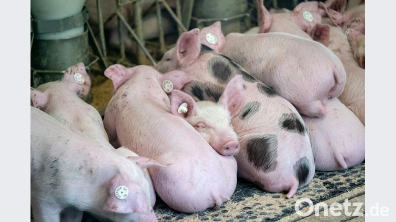 Es werden mehr Schweine in Deutschland erzeugt, als verzehrt werden. Peter Steffen/dpa