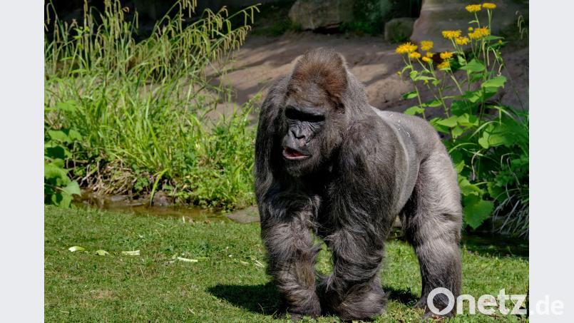 Gorilla Fritz ist am Montag im Nürnberger Tiergarten wegen Altersschwäche eingeschläfert worden. Foto: Helmut Maegdefrau/Tiergarten Nuernberg/Archiv Helmut Maegdefrau