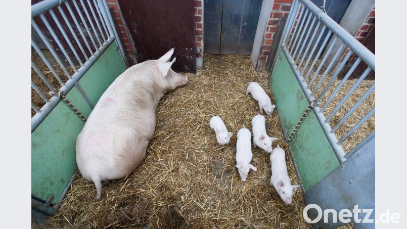 Es werden mehr Schweine in Deutschland erzeugt, als verzehrt werden. Friso Gentsch
