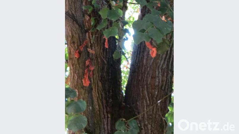 In dieser sogenannten "Zwiesel" hat sich der Stamm geöfnnet und weist ein 60 Zentimeter tiefes Loch auf, in das Feuchtigkeit eindringt und das Innere morsch werden lässt. Köppl