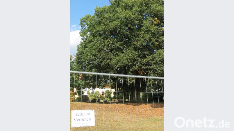 Seit Dienstagnachmittag ist die Linde auf dem ehemaligen Spielplatz in der Bürgermeister-Fuhrmann-Straße "hinter Gittern". Der Bauhof hat das Gelände mit einem Bauzaun abgeriegelt. "Betreten verboten, Verletzungsgefahr" heißt es auf den angebrachten Schildern. Köppl