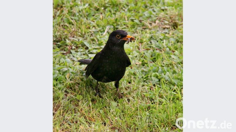 Eine Amsel mit Futter im Schnabel. Bild: Ingrid Popp