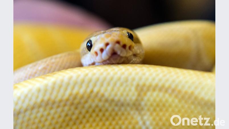 Symbolbild. Bild: Paul Zinken/dpa