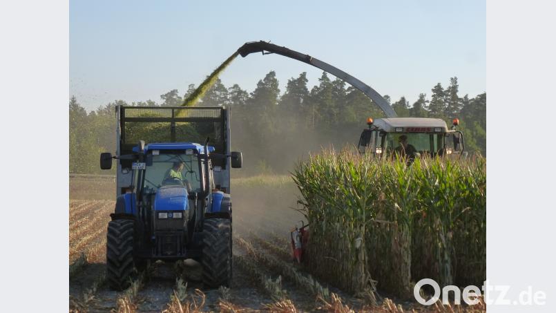 Maisernte mitten im Hochsommer statt Ende September. Die Hitzeperiode fordert ihren Tribut von den Bauern in und um Kaltenbrunn. Durch die kargen Sandböden rund um den Ort ist dort die Lage besonders dramatisch. Bild: bk