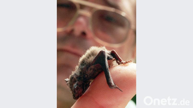 Die Untere Naturschutzbehörde der Stadt vermutet, diese Fledermausart entert gerade die Weidener Schlafzimmer: Das ist eine junge Zwergfledermaus. Sie muss noch etwas zulegen, wird aber maximal so groß, dass sie noch in eine Streichholzschachtel passt. Bild: agentur_dpa