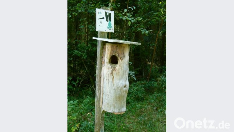 Spechthöhle zum Anfassen. Bild: rn