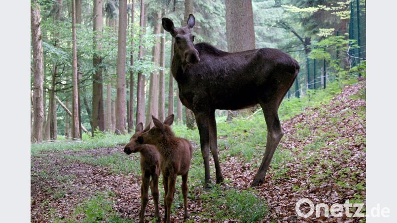 Elchkuh Lotta steht mit ihrem Zwillingsnachwuchs Helga und Amelie im Freigehege des Wildparks Hundshaupten. Bild: Wildpark Hundshaupten
