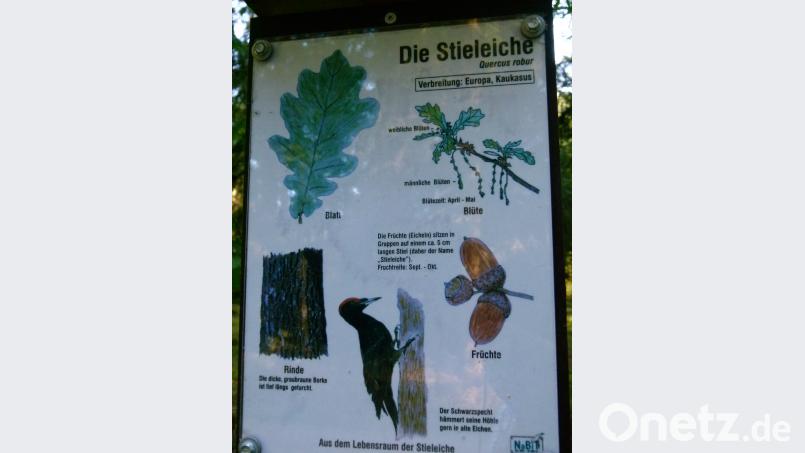 Beschreibungstafel Stieleiche. Bild: rn
