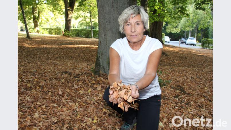 Helga Verron zeigt sich besorgt angesichts der extremen Trockenheit. Auch die Linden auf dem Mariahilfberg lassen schon erschreckend viel Laub fallen. Sie hofft, dass sich die Bäume nach dieser langen Dürrezeit im Winter wieder erholen und nächstes Jahr wieder austreiben. Bild: ads