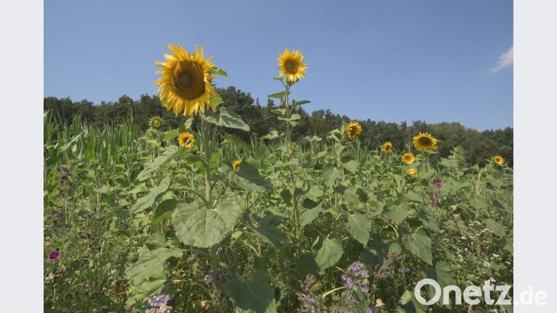 Die Bienen in Raigering freuen sich: Landwirt Johann Birner hat an seinem Feld einen Blüh-Streifen angesät. Bild: pop