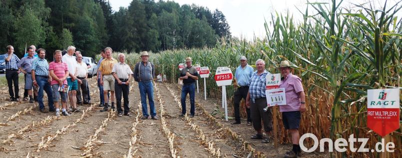 Rund 25 Landwirte wurden beim Maisfeldtag bei Neuhaus von den zwei Fachmännern Konrad Werner (rechts) und Josef Gschrey (Dritter von rechts) über altbewährte und neue Züchtungen sowie Vorzüge und Nachteile verschiedener Sorten aufgeklärt. Bild: weu