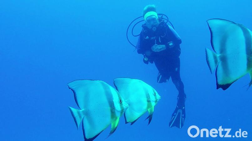 Taucher lernen die Unterwasserwelt kennen – wie hier Fledermausfische. Bild: privat