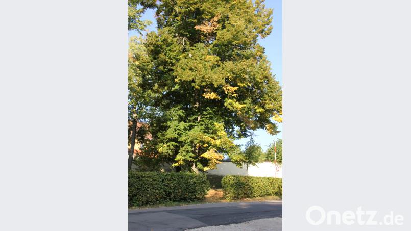 Die Linden auf dem Mariahilfberg verlieren bereits so viel Laub, dass man denken könnte, es sei schon Herbst. Bild: ads