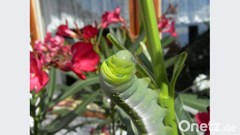Der Schmetterling, der sich aus dieser Raupe entwickelt, erreicht eine Flügelspannweite von zwölf Zentimetern. Bild: wku