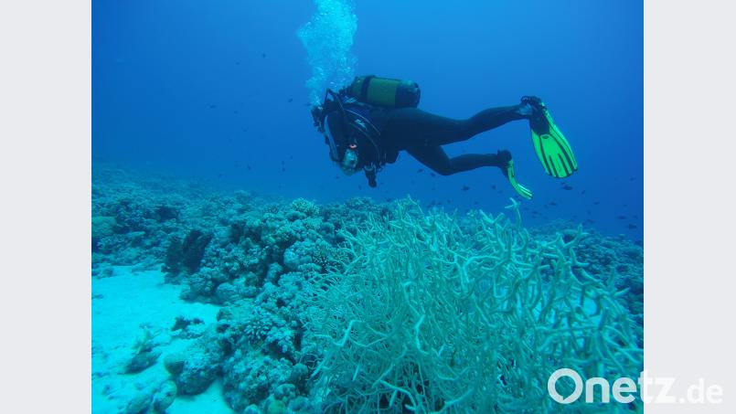 Tauchen im Meer ist das Größte, aber bis dahin sollte man schon mal geübt haben. Bild: privat