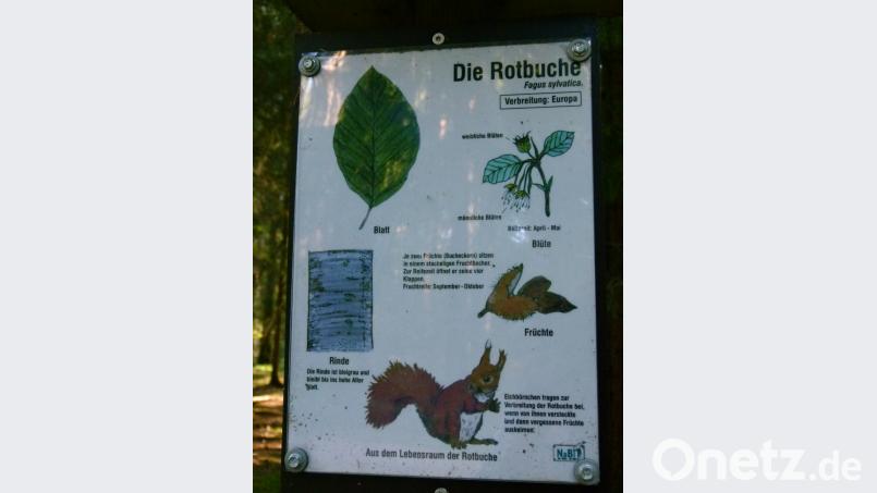 Beschreibungstafel Rotbuche. Bild: rn
