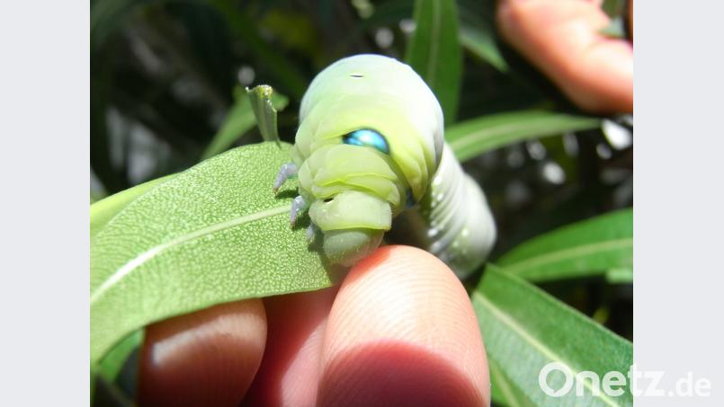 Die Raupe des Oleanderschwärmers nagt nur am Blatt, nicht am Finger. Bild: wku