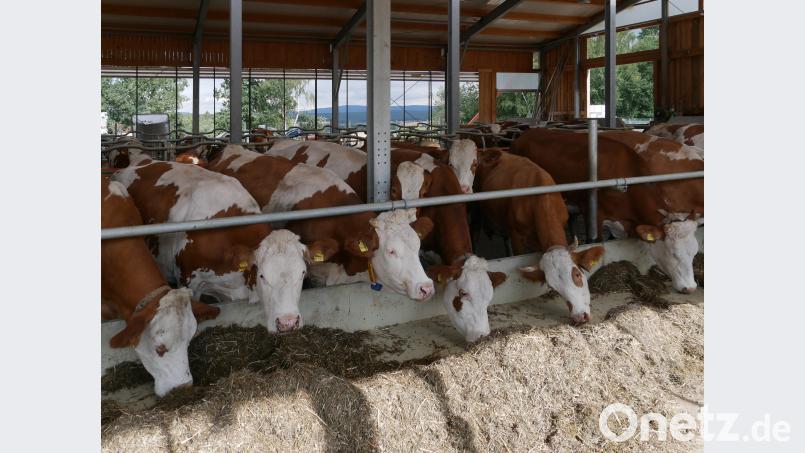 Vielen Landwirten ist mittlerweile das Grünfutter ausgegangen. Weil der Zukauf von Futter teuer ist, werden nun Tiere günstig abgegeben. Bild: tr