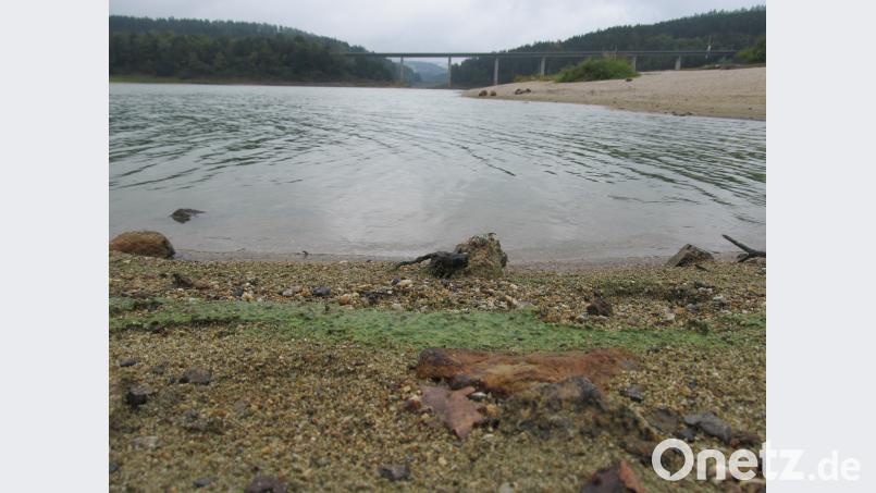 Blaualgen sorgen am Eixendorfer Stausee für einen grünen Ufer-Rand. Erst wenn die Algen trocknen, verfärben sie sich blau. Bild: bl