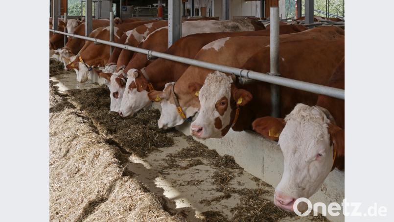 Vielen Landwirten ist mittlerweile das Grünfutter ausgegangen. Weil der Zukauf von Futter teuer ist, werden nun Tiere günstig abgegeben. Bild: tr