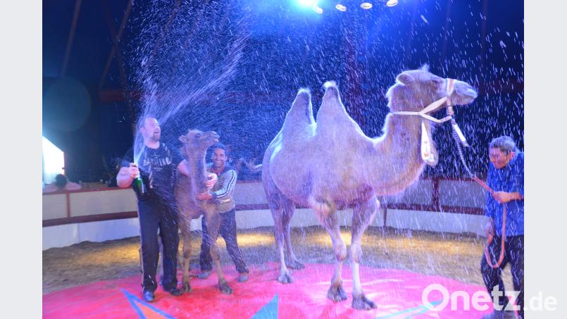 Mit einer Sekttaufe erhält das Jungtier "Weidi" endlich einen Namen. Kamel-Mama "Tamara" nimmt´s gelassen. Bild: Kunz