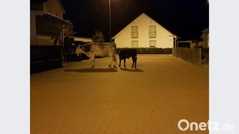 Kühe im Wohngebiet: So etwas erleben die Polizeibeamten im Raum Parksteiner Straße. Bild: exb