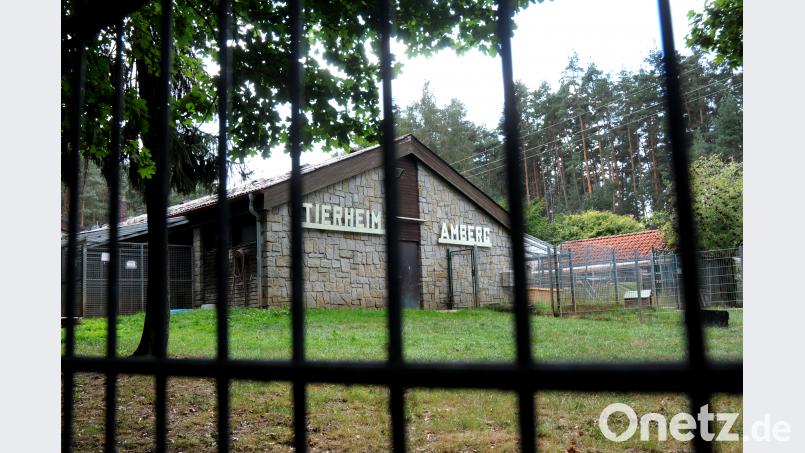 Hinter diesem Gitter sieht man zum einen das Hundehaus des Tierheims und zum anderen die Fläche, auf der es in neuer Form entstehen soll. Doch die Kostenfrage bremst diesen Plan. Bild: Stephan Huber