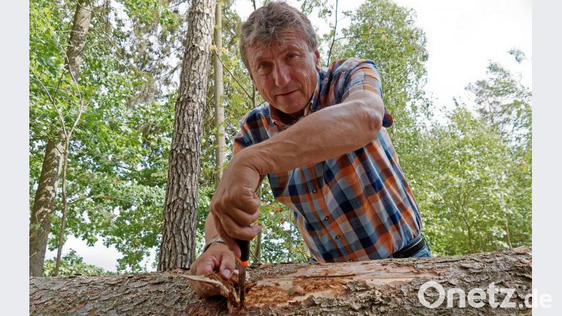 Der Leiter des Forstbetriebs Waldsassen, Gerhard Schneider , muss nicht lange mit dem Messer unter der Fichtenborke suchen, bis er ein Käfernest entdeckt. Bild: tr