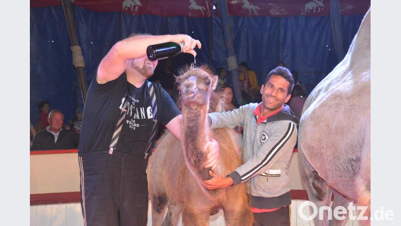 Sekttaufe für den Jungbullen "Weidi". Bild: Kunz