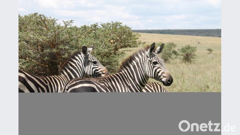 Die Traumlandschaften Kenias können nicht über die Notwendigkeit nachhaltiger Entwicklungshilfe hinwegtäuschen. Bild: Center of Profs