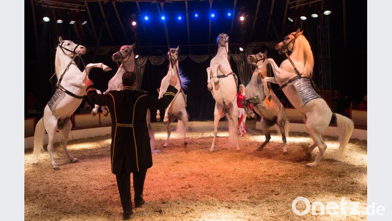 Feurige Araberhengste begleiten Tierlehrer Francesco und präsentieren in der Manege ihr erlerntes Können. Bild: exb