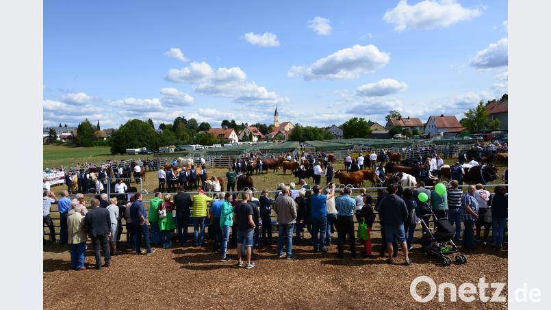 Blick auf den Ring mit den Rindern und den Besuchern. Bild: bey