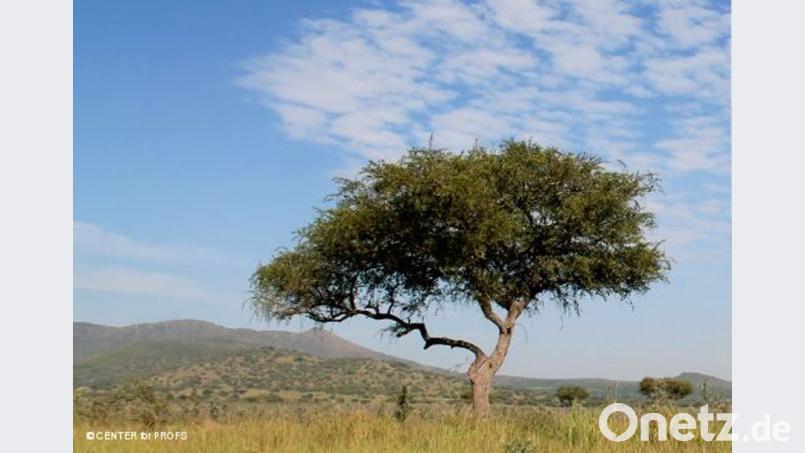 Die Traumlandschaften Kenias können nicht über die Notwendigkeit nachhaltiger Entwicklungshilfe hinwegtäuschen. Bild: Center of Profs
