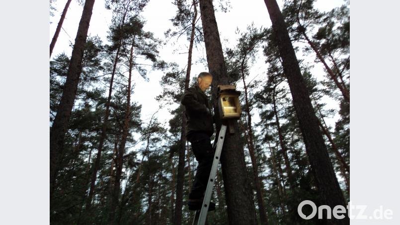 Hermann Rank, Mitglied der LBV-Kreisgruppe, betreut die Fledermauskasten im Dachsberg-Wald. Die meisten von ihnen waren am Freitag leer. Bild: ksi