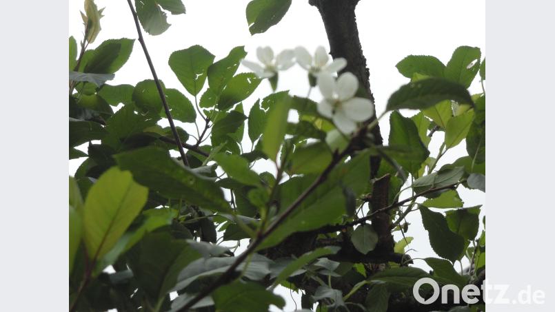 Kirschblüte im August - Günther Krella hat dieses Bild in seinem Garten in Kümmersbruck gemacht. Bild: gk