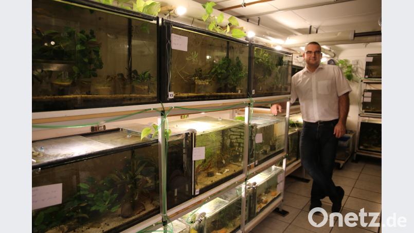 Im Haus von Gunnar Loibl in Weiden gibt es keinen Raum ohne Aquarium. 27 Fischarten pflegt der 48-Jährige in 44 Aquarien. Ein bisschen schrullig könnten manche das schon finden, sagt er selbst. Bild: jak