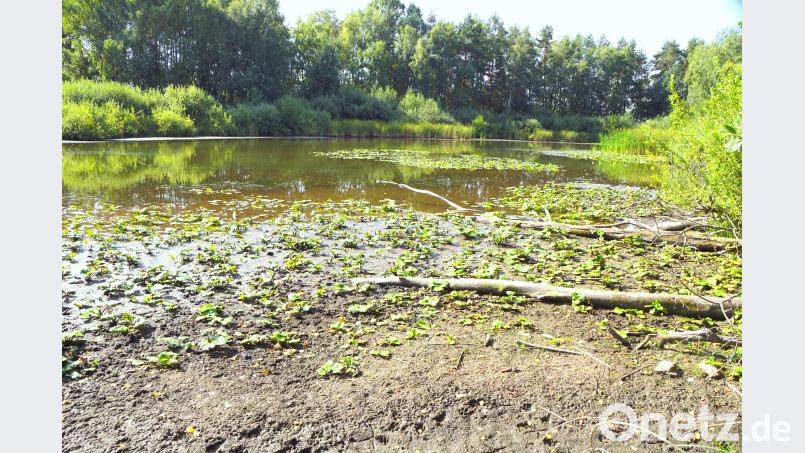 Im Pampelweiher liegen die Teichrosen im Schlamm. Bild: bkr