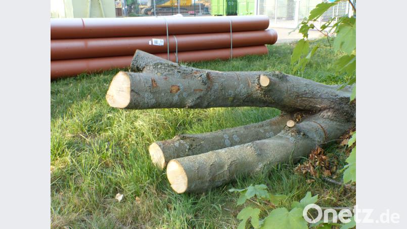 Am Bauhof mussten drei Bäume der Zufahrt ins neue Baugebiet "Westlich der Nabburger Straße, Bauabshnitt III" weichen. Bild: Völkl