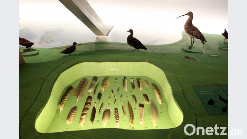 Welche Feder gehört zu welchem Vogel? Im Naturinfozentrum im Stadtmuseum Schwandorf gibt&#039;s Antworten auf diese Frage.. Bild: Götz Bild: exb
