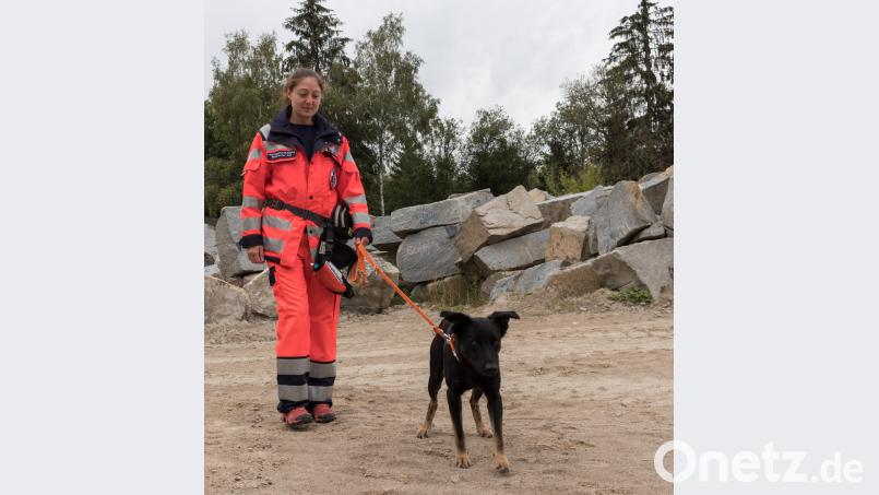 Beim Training zeigt sich, nicht die Hunderasse ist entscheidend. Der Charakter und die Motivation des Tieres sowie die Fachkenntnis des Trainers führen zum Erfolg. Bild: dtr
